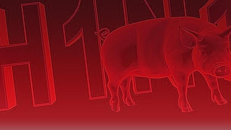 Hindistanda domuz gribi alarmı