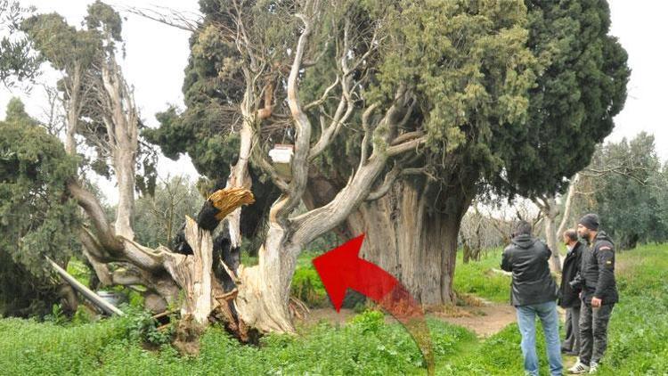 Bursada skandal 700 yıllık ağaçları bakın neden yakıp, kestiler...