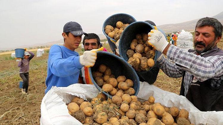Patates ithalatı gümrük vergisinden muaf tutulacak