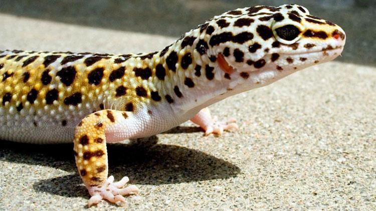Yasak ama internetten satıyorlar; Leopard Gecko