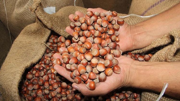 Borsalarda 263,4 bin ton fındık işlem gördü