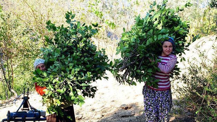 Türkiyeden Avrupaya 14 bin ton defne yaprağı ihracatı