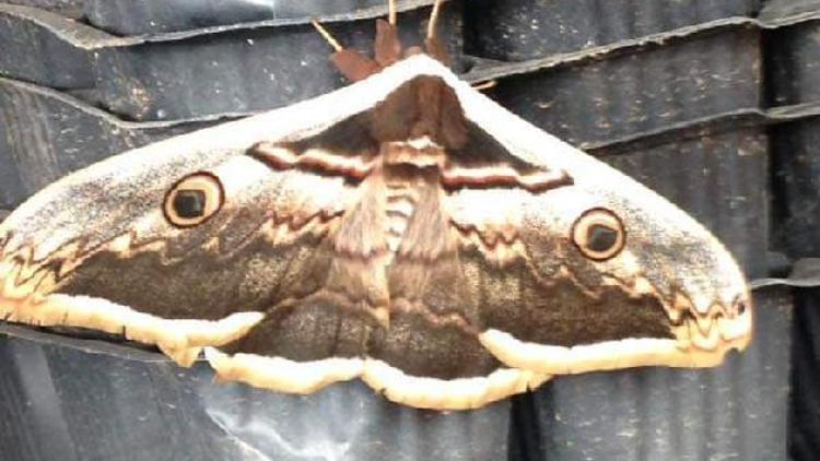 Tavus kelebeği, görenleri şaşırttı