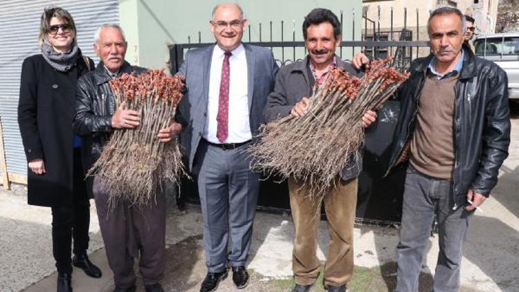 Pozantı’da 40 çiftçiye 7 bin üzüm fidanı dağıtıldı