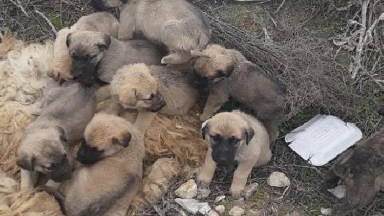 9 yavru köpeği çuvala koyup ölüme terk ettiler