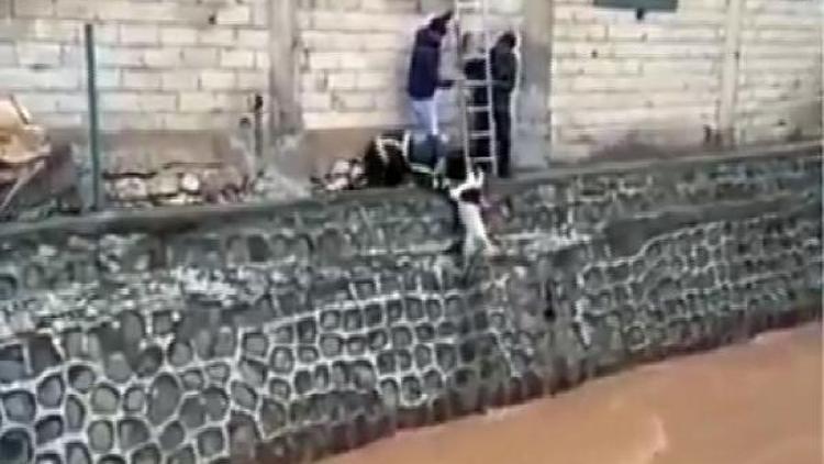 Düştüğü derede sürüklenen köpeği itfaiye, böyle kurtardı