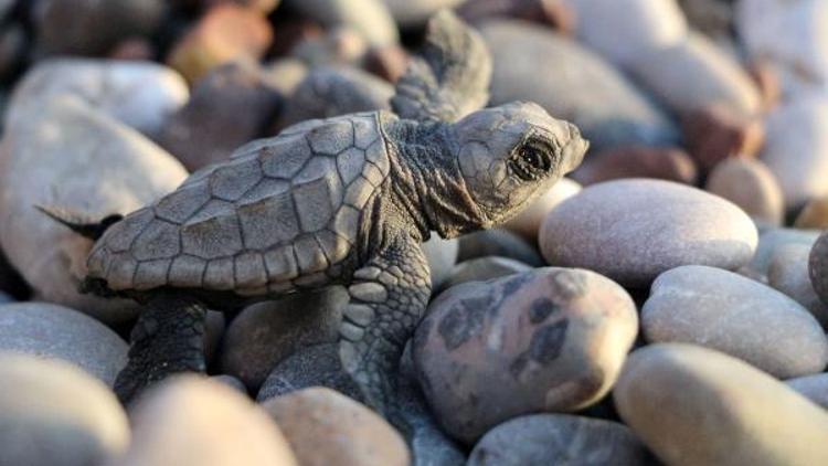 Caretta carettalar için 6 bekçi aranıyor