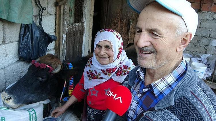 İneğin yaşını duyan şaşırıyor