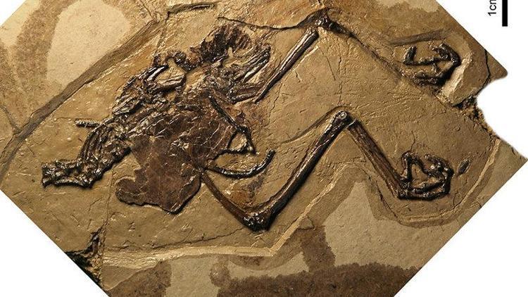 Çinde 110 milyon yıllık kuş fosili bulundu