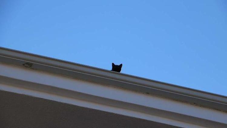 Çatıda mahsur kalan kedi itfaiyeyi harekete geçirdi