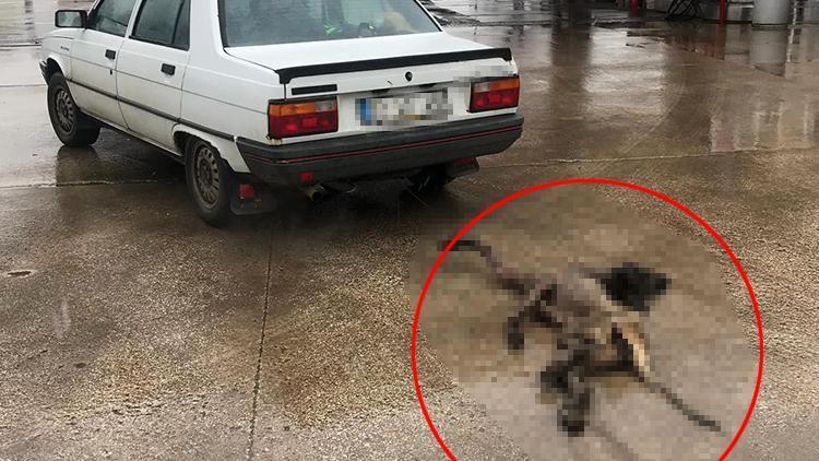 Köpeğini iple bağlayıp metrelerce sürüklemişti... Cezası belli oldu