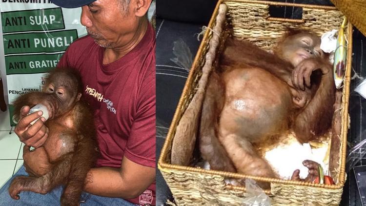 Kaçırılmaya çalışılan küçük orangutan havalimanında kurtarıldı