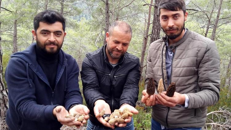 Kilosu 600 TLye satılıyor Köylüler ormana akın ediyor