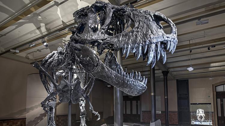 Kanadada dünyanın en büyük ve en yaşlı T-rex fosili bulundu