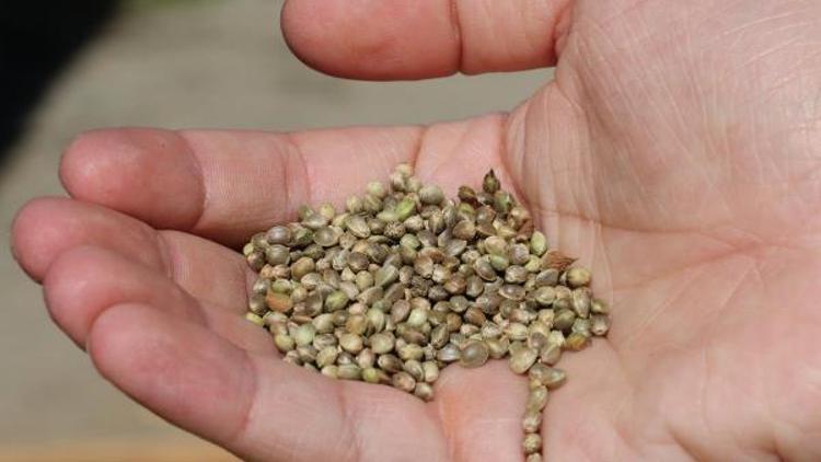 Kilo fiyatı 1000 liraya çıktı, kenevir tohumu üretimi arttı