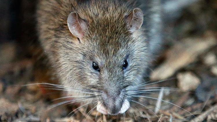 İngilterede hapishaneye ölü sıçanlarla uyuşturucu sokuldu