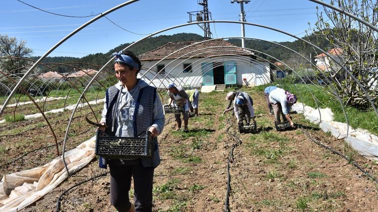 13 yıllık müdürlük hayatını kenara attı Amerikada denediği tadın ardından köyüne döndü üretime başladı