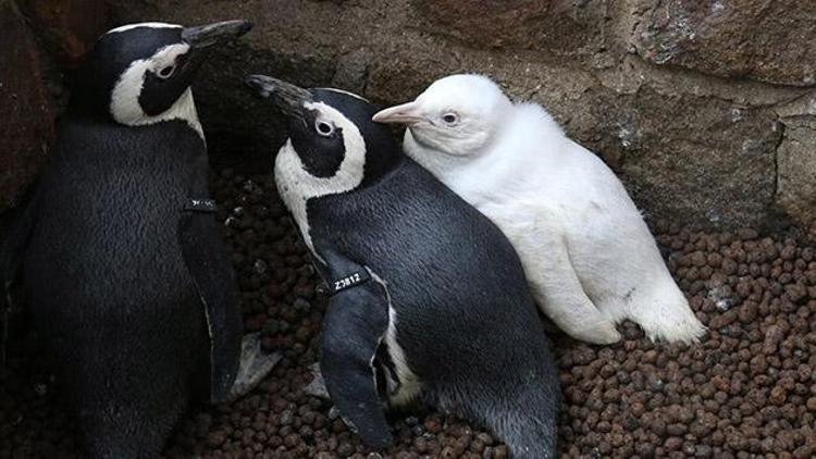 Polonyadaki albino penguen ilk kez ziyaretçilerle buluştu