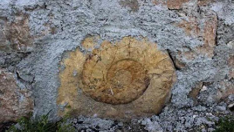 Evin duvarında 65 milyon yıllık dev salyangoz fosili
