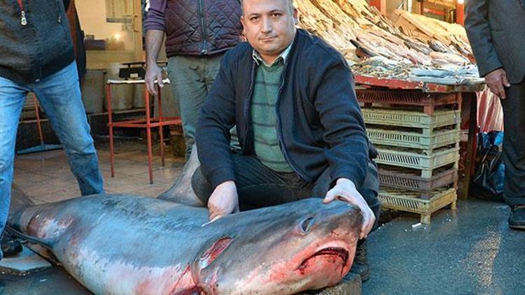 Sapan cinsi köpek balığını avlayana 1635 TL ceza