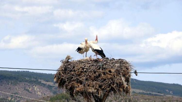 Çankırıda leylekler yuvalarına döndü