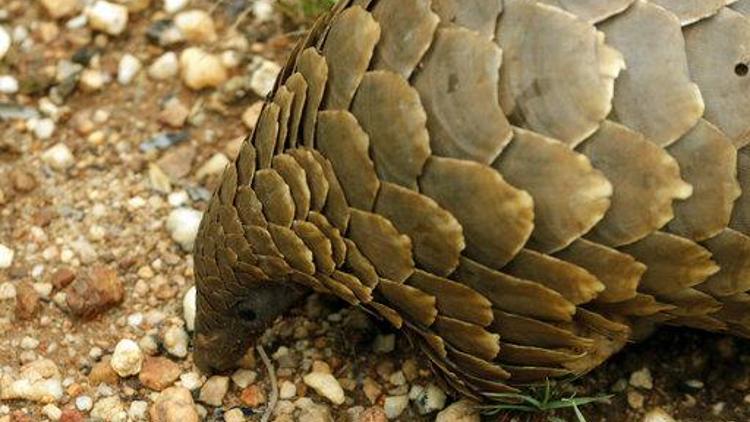 Çinde pangolin kaçakçılığı