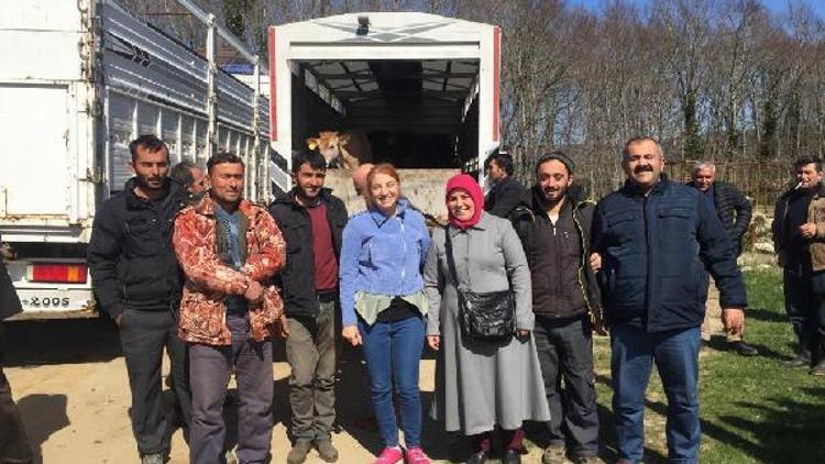 Demirköy’de genç çiftçilere 35 büyükbaş hayvan dağıtımı yapıldı