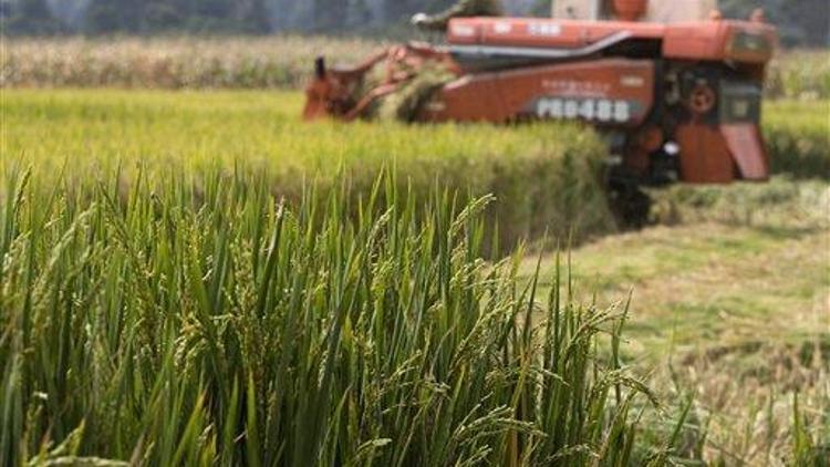 Çinde genetiği değiştirilmiş yeni bir pirinç türü geliştirildi