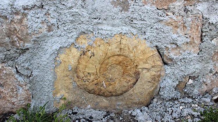 Adıyamanda bulundu 65 milyon yıllık sanılıyordu ama 200 milyon yıllıkmış