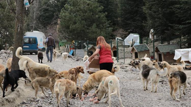 Her gün 500 canı besliyorlar