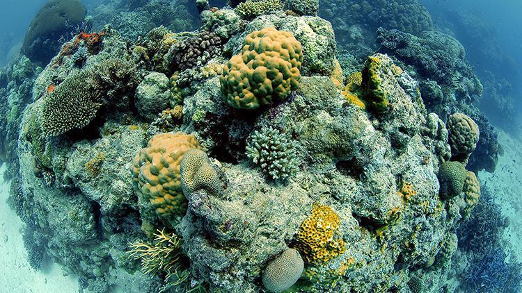 Büyük Bariyer Resifi küresel ısınma tehdidi altında
