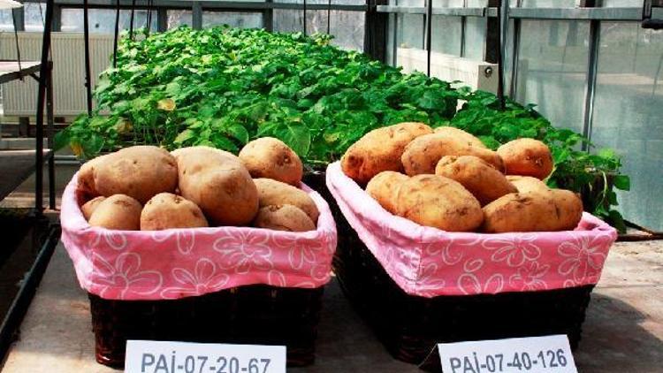 Milli patateslerin ismi anketle belirlenecek