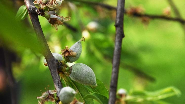 Kayısı çağlasının kilosu 10 liradan alıcı buluyor