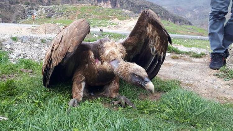 Çukurcada yaralı halde bulunan kızıl akbaba tedaviye alındı