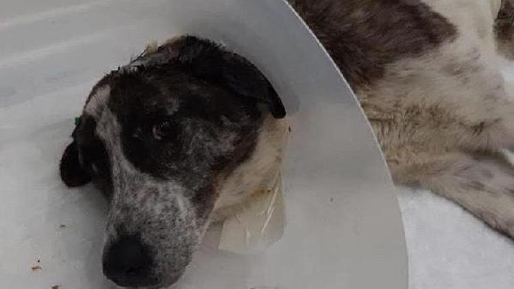 Kürekle vurulan belinin kırılmasıyla felç kalan köpek ameliyat oldu