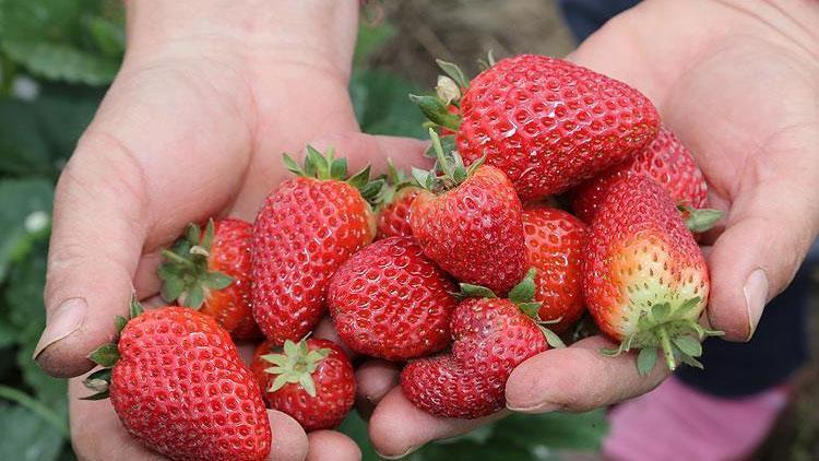 Mersinde açık alanda çilek hasadı başladı