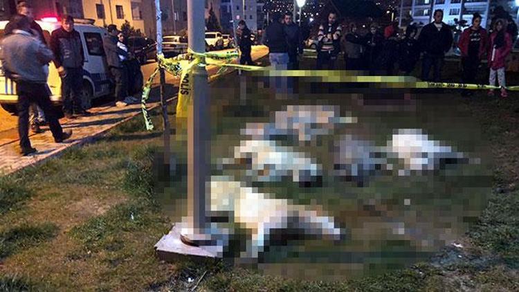Son dakika... Yakalandılar Ankaradaki köpek katliamında şok detay