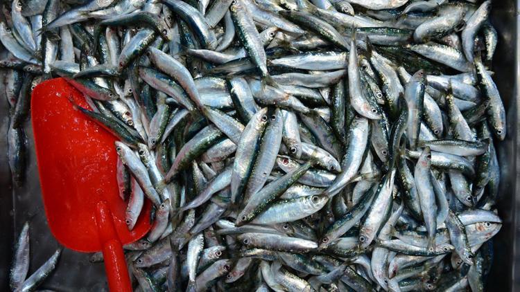Egeli balıkçılar sezonu bereketli kapatıyor