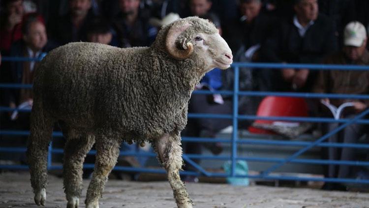 Enstitünün en değerli koçu 21 bin liradan satıldı