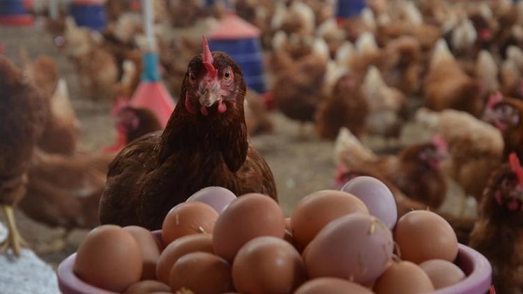 Tavuk yumurtası üretimi Şubatta 1.6 milyar adete çıktı