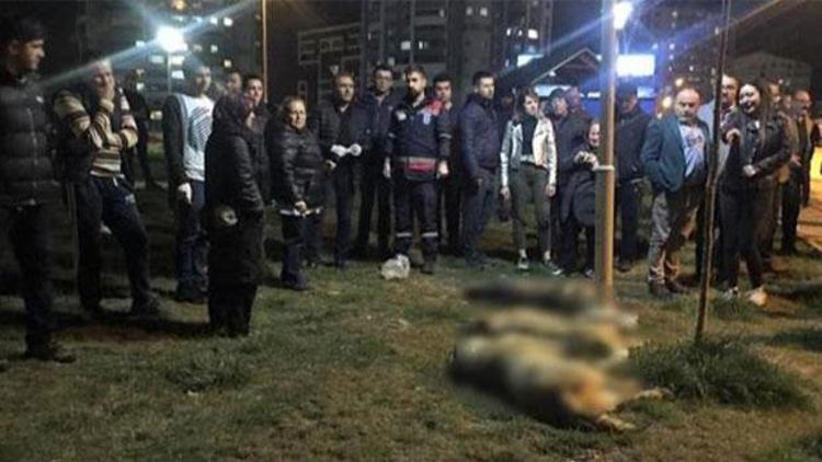 Ankarada köpekleri zehirleyenlerin serbest bırakılmasına itiraz reddedildi