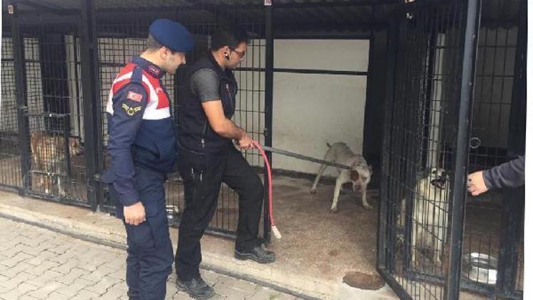 Barınaktan 2 pitbull çalan şüpheliler yakalandı