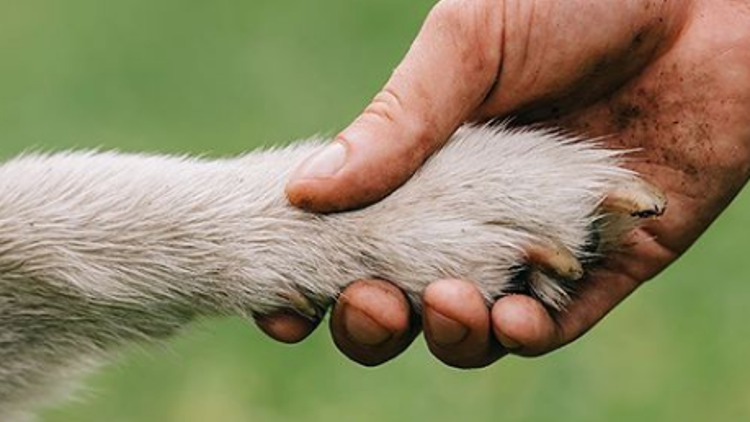 Konsere köpeğiyle çıkan sanatçı kimdir