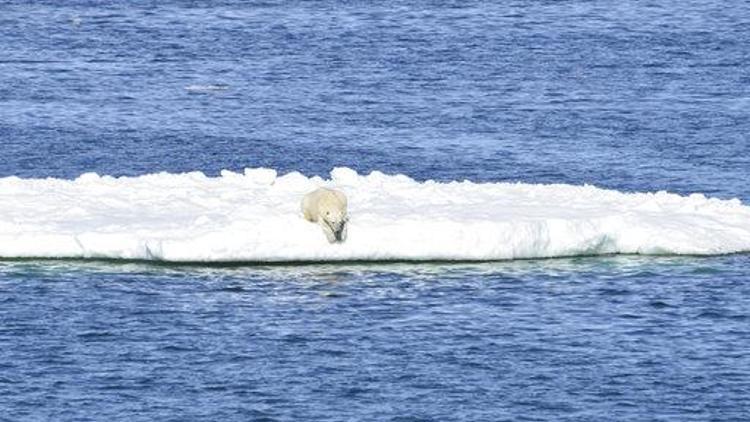 Kutup ayısı buz parçası üzerinde 700 kilometre uzağa gitti