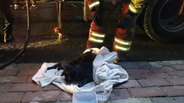 Bağcılarda yangın: 5 kediden 3ü kurtarıldı