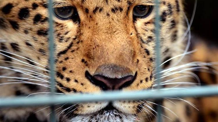 Ulusal parkta leopar saldırısı: 1 ölü