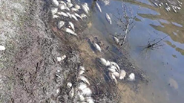 Girdev Gölünde binlerce balık telef oldu