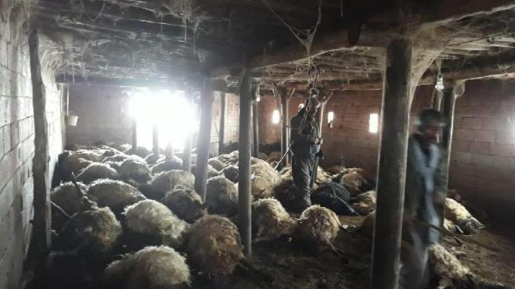 Hakkaride kurtlar 110 koyunu telef etti