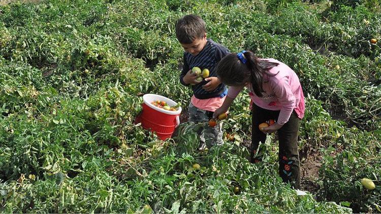 En fazla çocuk işçi tarım sektöründe