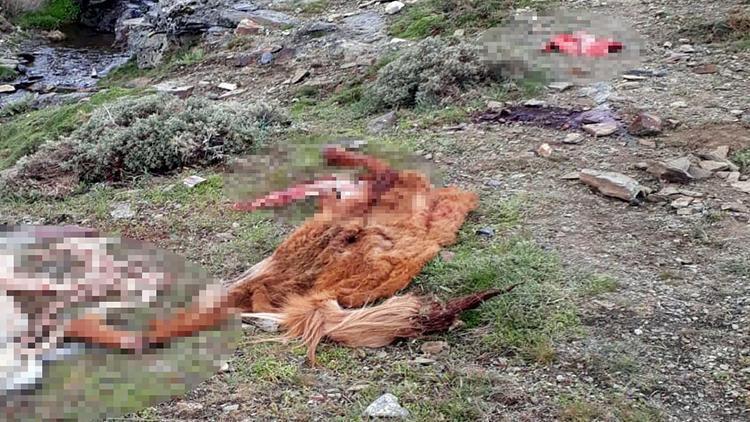 Manisada şoke eden görüntü Jandarma ekipleri ele geçirdi